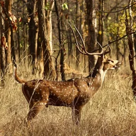 kanha-spoted-male-calling-slider-500×500