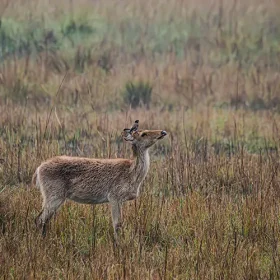 kanha-swamp-deer-slider-500×500