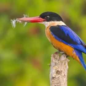 kingfisher-highlights-of-sunderbans-and-assam-slider-500×500