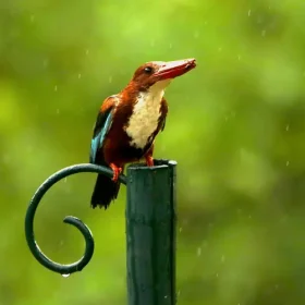 kingfisher-slider-500×500