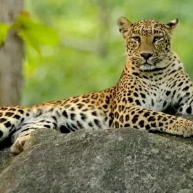 leopard-from-pench-slider-698×350