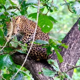 leopard-nagarhole-deccan-dynasties-slider-500×500