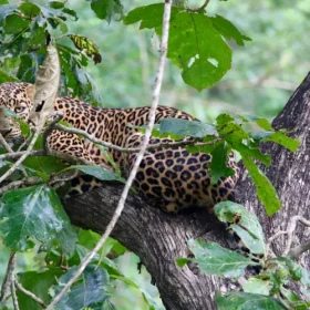 leopard-nagarhole-highlights-of-karnataka-and-kerala-slider-500×500