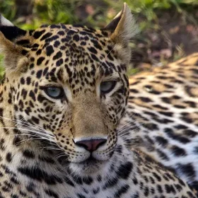 leopard-satpura-national-park-slider-500×500