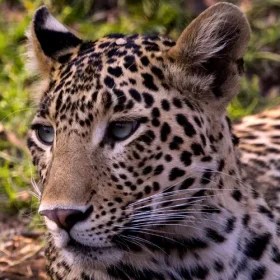 leopard-wildlife-under-canvas-slider-500×500