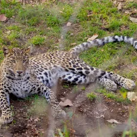 leopard-wildlife-with-taj-safari-lodges-slider-500×500