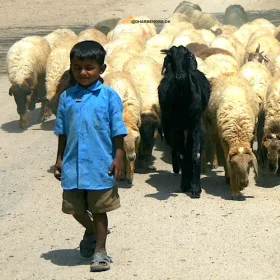 little-sheppard-jaisalmer-slider-500×500