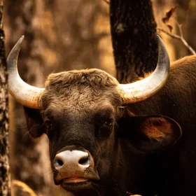 male-bison-slider-500×500