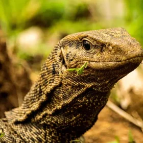 monitor-lizard-wildlife-under-canvas-slider-500×500