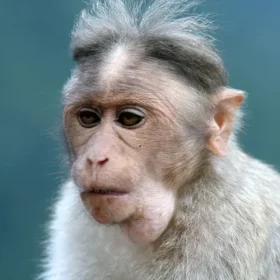 monkey-bright-eyes-slider-500×500