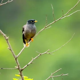 myna-slider-500×500