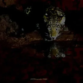 nightshot-leopard-wild-wonders-slider-500×500