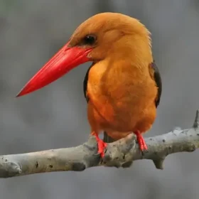 orange-kingfisher-from-assam-slider-500×500
