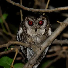 owl-credit-slider-500×500