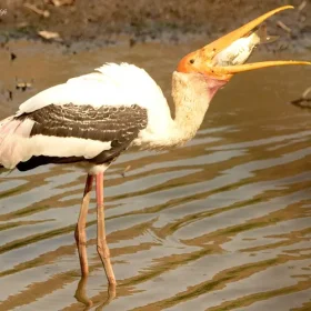 painted-stork-bharatpur-slider-500×500