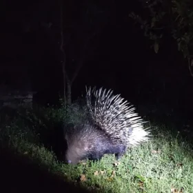 porcupine-slider-500×500