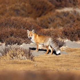 red-fox-from-ulley-slider-500×500