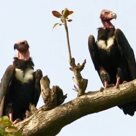 red-headed-vulture-slider-500×500