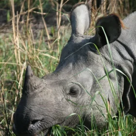 rhino-eagles-nest-birding-slider-500×500