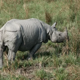 rhino-highlights-of-sunderbans-and-assam-slider-500×500