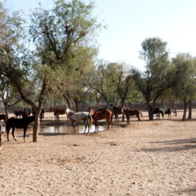 roop-niwas-kothi-horses-500×500