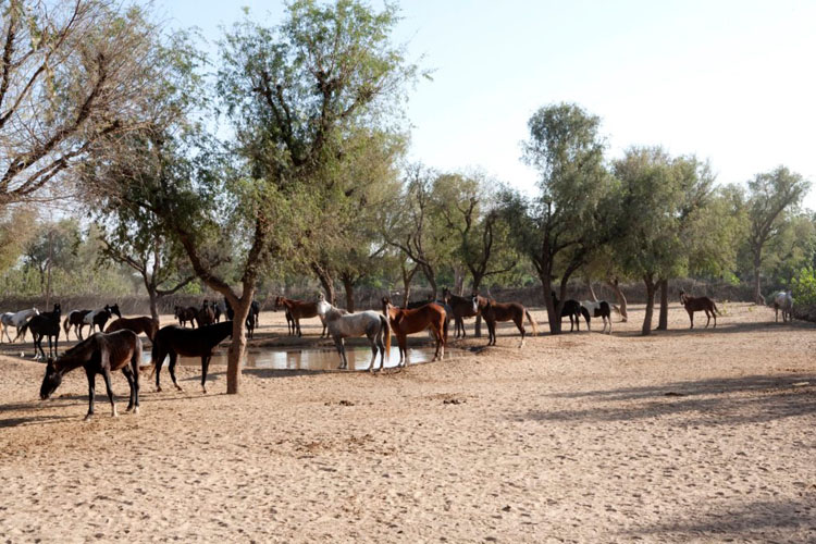 roop-niwas-kothi-horses-500×500