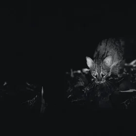 rusty-spotted-cat-at-night-slider-500×500