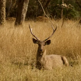 sambar-wildlife-with-taj-safari-lodges-slider-500×500