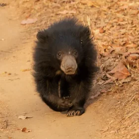 satpura-baby-sloth-bear-looking-slider-500×500