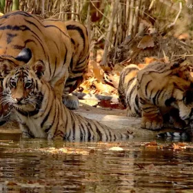 satpura-kankati-family-slider-500×500