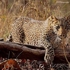 satpura-leopard-slider-500×500