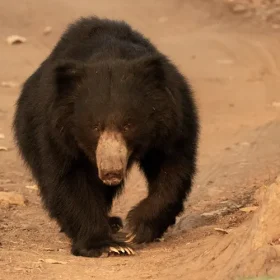 sloth-bear-kanha-national-park-slider-500×500