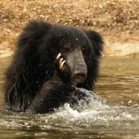 sloth-bear-ranthambhore-park-slider-500×500