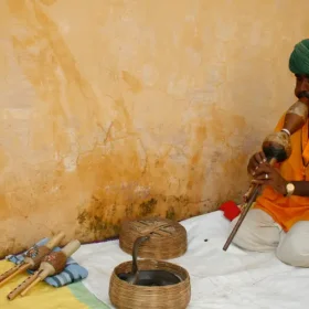 snake-charmer-slider-500×500