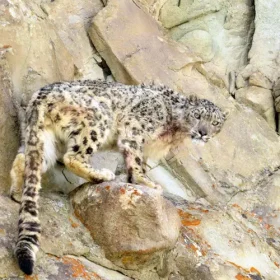 snow-leopard-from-ulley-slider-500×500
