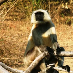 striped-langur-from-kanha-slider-500×500