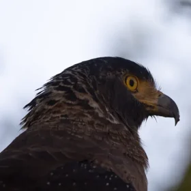 tatoba-Serpant-Eagle-slider-500×500