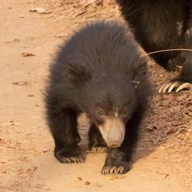 tatoba-sloth-bear-slider-500×500