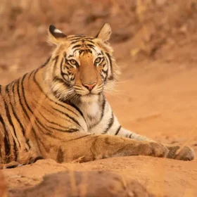 tatoba-tiger-slider-500×500