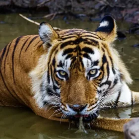 the-oberoi-exotic-vacation-ranthambhore-tiger-750×500