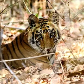 tiger-bandhavgarh-national-park-slider-500×500