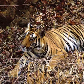 tiger-cub-bandhagarh-slider-500×500