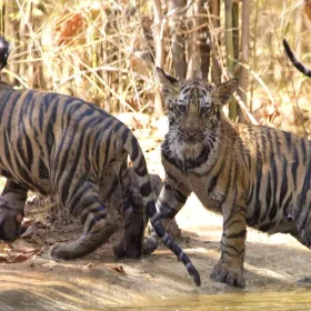 tiger-cubs-in-water-slider-500×500