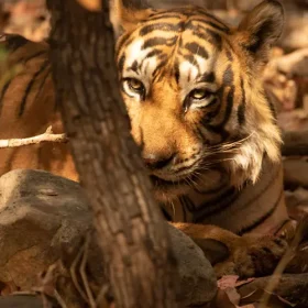 tiger-deer-from-ranthambhore-slider-500×500