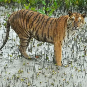 tiger-highlights-of-sunderbans-and-assam-slider-500×500