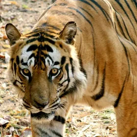 tiger-kanha-national-park-slider-500×500