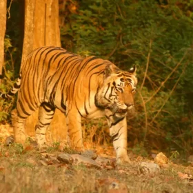 tiger-munna-from-kanha-slider-500×500