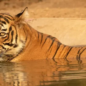 tiger-of-ranthambhore-national-park-slider-500×500
