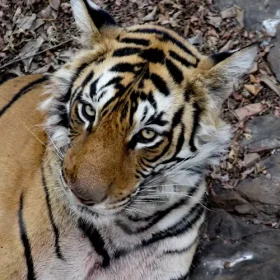 tiger-ranthambhore-national-park-slider-500×500