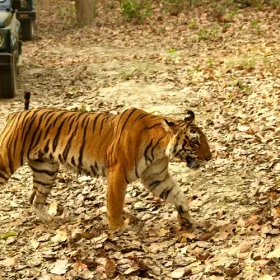 tigrer-corbett-national-park-slider-500×500